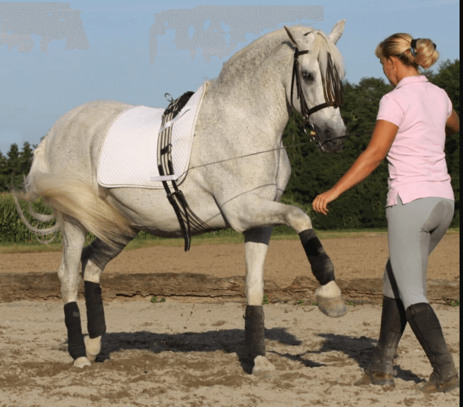 How Motion Sensors Improve Horse Performance Analysis