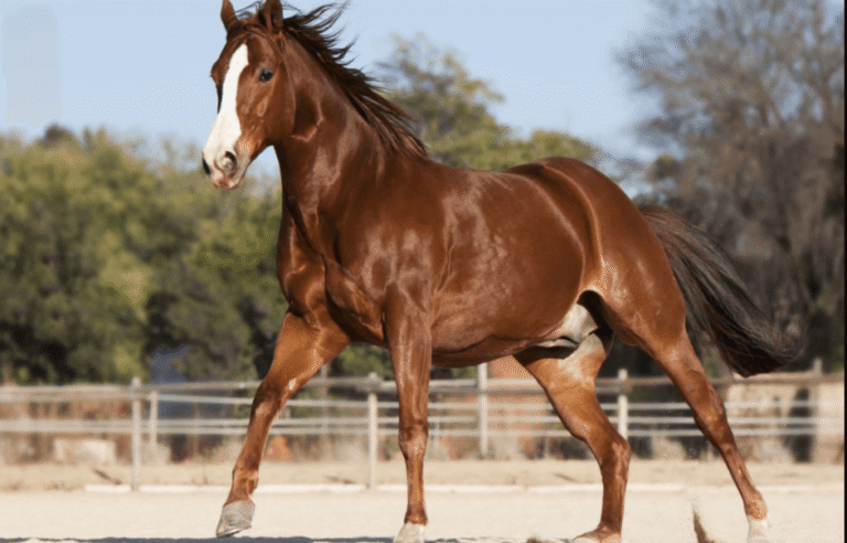 How Nutrition Impacts Racehorse Performance