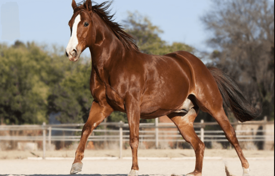 How Nutrition Impacts Racehorse Performance